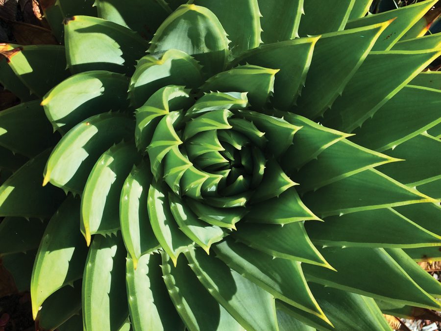 Succulent leaves have a waxy coating covering the outside of the leaf called the cuticle. Also, the swollen leaf shape efficiently packs higher volume into a smaller surface area. This prevents moisture from evaporating, which helps the plant maintain homeostasis. The spiral leaf arrangement funnels moisture down towards the roots under the center of the plant.