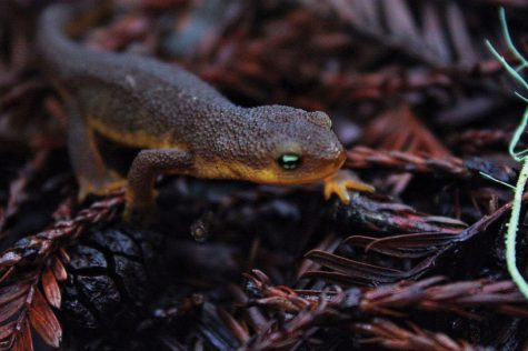 California newts have multiple defenses against predators. Their skin secretes a neurotoxin and they can regenerate limbs and organs. Like frogs, their life begins as a tadpole before they mature.