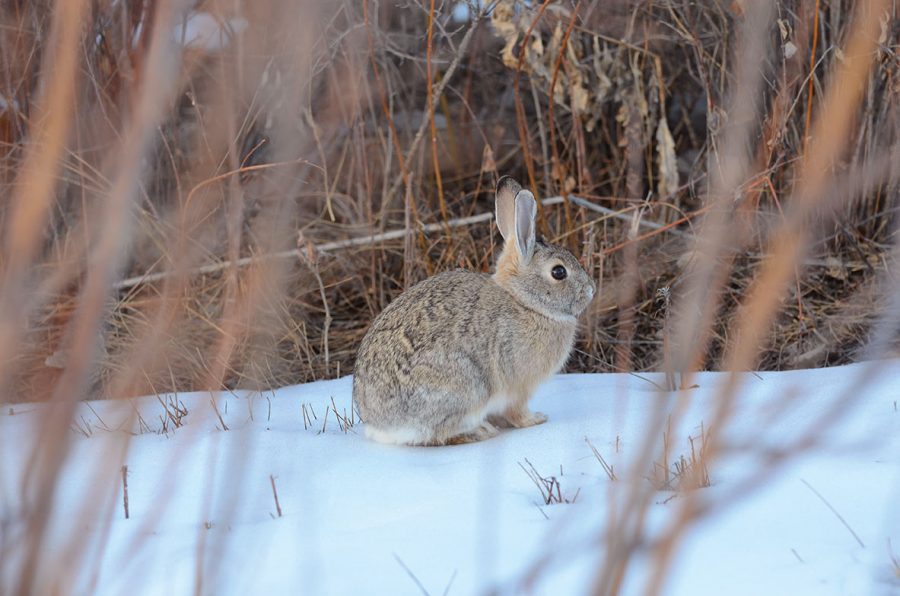 Rabbit fur can contain 14 hairs per follicle. This coat, which even covers the rabbit's feet, insulates by trapping pockets of warm air near its body.